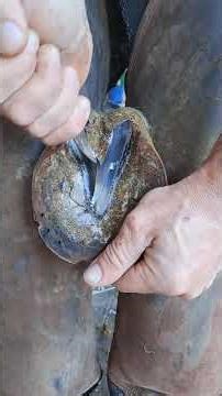 Satisfying Hoof Trimming #shorts #hooftrimming #satisfying #hoofcare #horseshoeing #thefarrierlife
