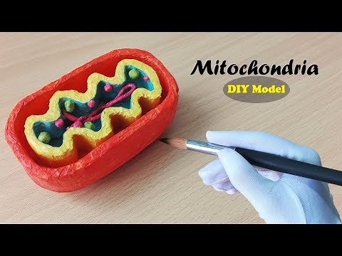 How to make Mitochondria Model | 3d Styrofoam carving | Holiday Homework