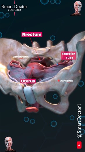Smart Doctor on Instagram‎: "Uterus and Ovary | Captivating Pelvic Panorama ✨‍♀️ . . The anatomy of the female pelvis is complex and includes several key structures and openings. Here’s an overview: Key Structures Pelvic Bones: Ilium: The largest part of the pelvis. Ischium: The lower, posterior part of the pelvis. Pubis: The anterior part of the pelvis. Sacrum: A triangular bone at the base of the spine, forming the back of the pelvis. Coccyx: The tailbone, located at the very base of the sacru