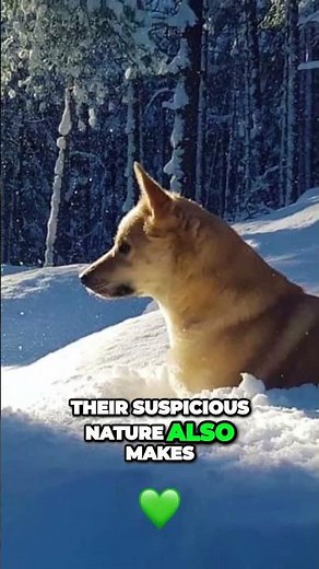 Meet the Buhund - Norway's Versatile Working Dog!