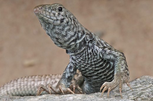 13 Types of Lizards Found in North Carolina! (ID Guide)