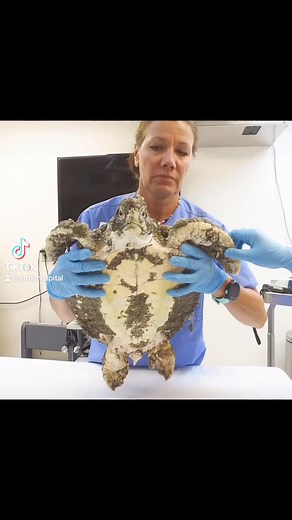 A success story…”Cream of Tarter”, a juvenile green sea turtle was found critically ill and encrusted in barnacles. She was rescued and rehabilitated at the Florida Keys based Turtle Hospital. Cream of Tarter made a complete recovery and returned to the wild! 🐢🌊😊🩵 #rescuerehabrelease #seaturtlerescue #seaturtleconservation #seaturtlelove #seaturtle #seaturtlehospital #barnaclesgonewild #compassioniscontagious #connectandprotect @marathonturtlehospital | The Turtle Hospital
