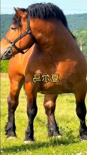 The Strongest Horse in the World | Shire Horse Power