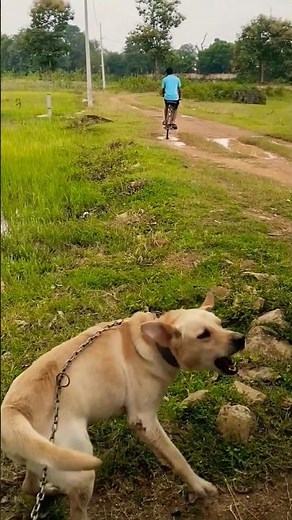 Labrador puppy 🩵 🐕 # barking video # pet barking # dog barking # puppy # labradog barking # pet #
