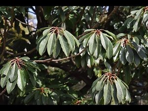 ユズリハ（譲葉）の特徴・性質・剪定のポイント ～縁起が良い木～ 加須市・久喜市・幸手市の植木屋