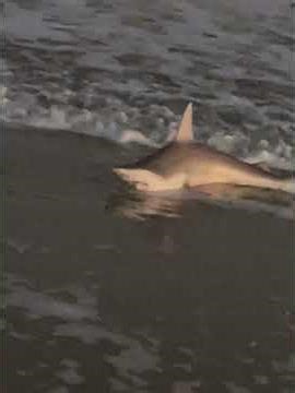 Spring break 2026. Shark fishing again