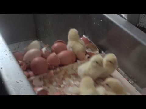 Standard Practice for 'Free Range' Eggs (Male Chick Maceration)
