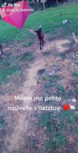 #animauxcute #biquettes