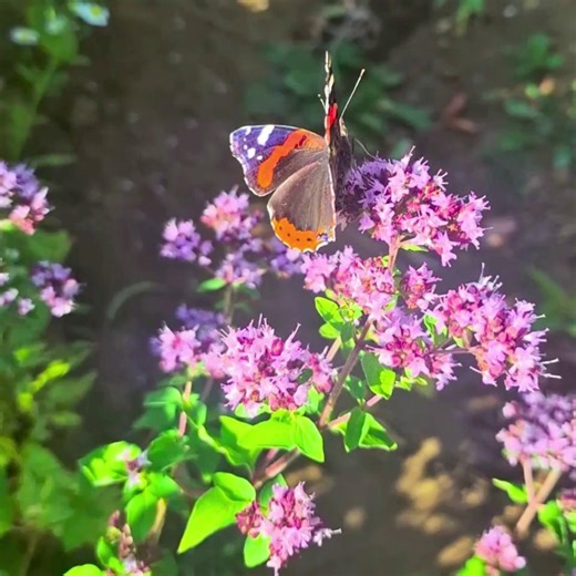The Big Butterfly Count begins on 18 July and there's never been a more important year to record your sightings. Following the results of the Big Butterfly Count 2024, Butterfly Conservation have declared a butterfly emergency, and they need your help to assess the health of butterflies...and the environment. Get involved at: https://bigbutterflycount.butterfly-conservation.org/ And find lots of useful information about butterfly plants to include in your garden at https://www.gardenorganic.org.