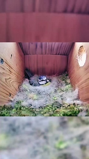 Bird Nest Invasion: Cute Birds on Nest Box Camera