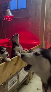 349K views · 10K reactions | Life with a Husky  Cre: dutchyhusky | Husky Overload | Facebook