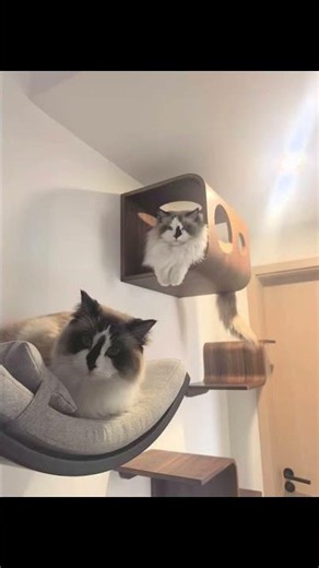 Solid Wood Wall Cat Climbing Frame – Where Cats Play & Rest in Style