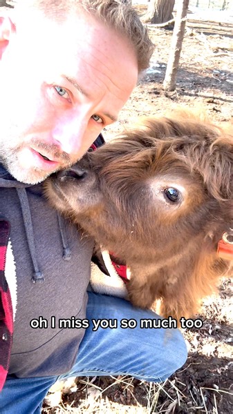 A Miley Update!! 🐮🥰 #Miley #minicow #babycow #fluffycows #fluffyfeatherfarm | Fluffy Feather Farm