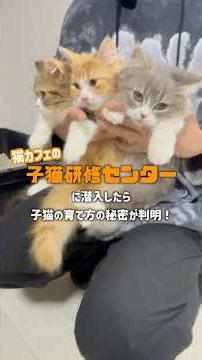 [First time showing] The place where the kittens are before coming to the cat cafe. #catcafemocha...