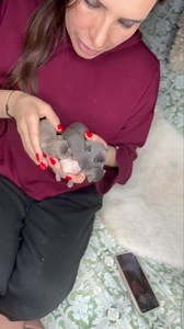 I super mini💜💜💜💜 | Love Chihuahua