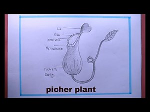 You Won't Believe How Easy It Is to Draw a Realistic Pitcher Plant