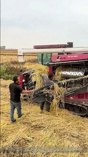 Unclogging a Combine Harvester: Fixing a Jammed Threshing Drum