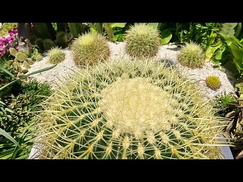 サボテン 金鯱の育て方 ご参考まで (Echinocactus grusonii)