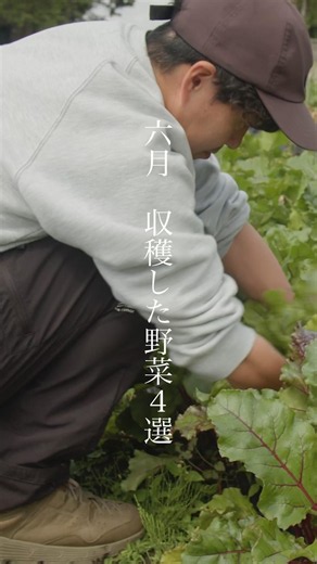 【六月に収穫した野菜】引っこ抜く系が多い件。#菌ちゃん #菌ちゃん農法 #ビーツ #玉ねぎ #じゃがいも #にんにく #収穫