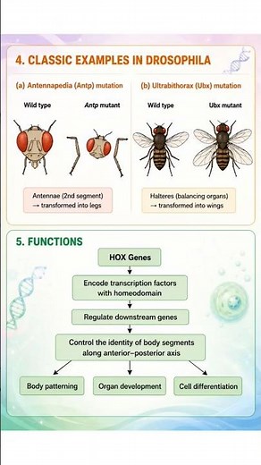 HOX genes|Developmental biology|Bsc|Msc|Life sciences