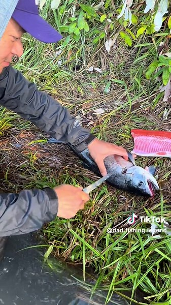 Amazing Fresh Coho Fish Filleting on the Riverbank