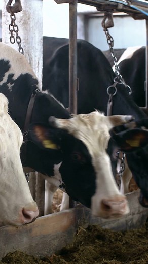 152K views · 2.2K reactions | #farmfacts about the largest dairy operations in the World  #farmers #agricultureeducation #agriculture | I & B Ag Supply | Facebook