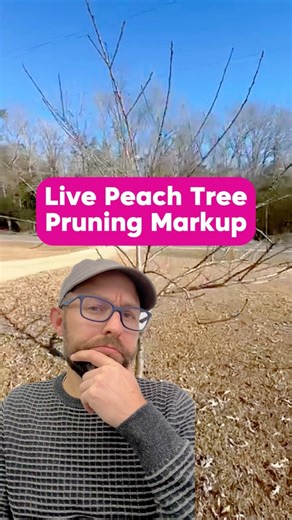 Post PRUNE in the comments to get your tree marked up live 🍑✂️ This peach tree has never been pruned and still puts out 30 to 40 peaches a year 🌳 With a few smart cuts, training growth out of the center, and removing heavy horizontal branches, it can do even better 💪🍑 I’m hosting a live pruning workshop on February 15 with 90 minutes of training plus live tree markups 📆 Post PRUNE and I’ll send you all the details 👇 #fruittrees #peachtree #pruning #homeorchard #backyardgarden | Uncle Josh 