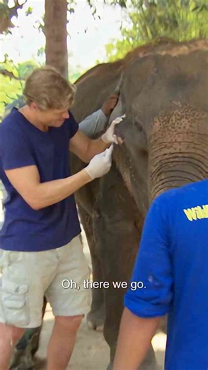 The heart-breaking rescue of a neglected elephant in pain