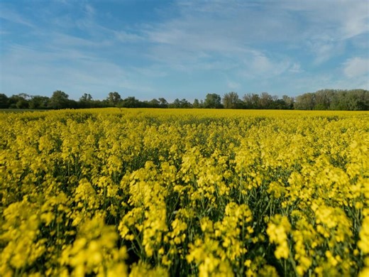 How U.S. tariffs could affect Canada’s agriculture industry and consumer prices