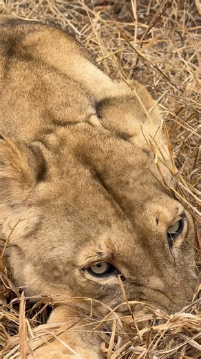 Kyara seems to have developed a fondness of the tall grass patches in their new “temporary” one hectare enclosure. To think that she and her brother spend more than 11 of their 13 year lives in circus trailers. It’s hard to express in words the feelings we have to see her and Masai relishing their new home and environment, the smells, the sounds, the feeling of African earth underneath their paws 🐾. Sanwild is busy constructing a new 5 hectare natural enclosure for them with over 50,000 square 