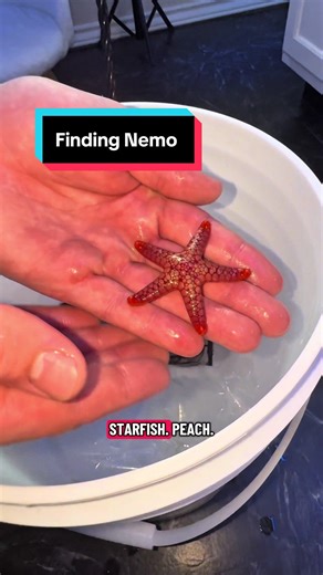 Finding Nemo tank IRL #findingnemo #saltwateraquarium #pufferfish #clownfish