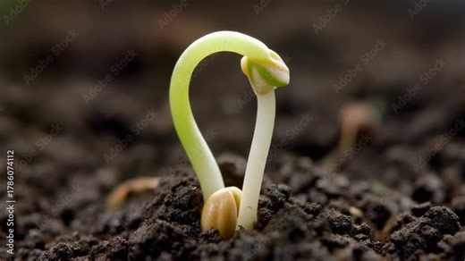 The Hypocotyl Arch. A photorealistic cinematic macro shot. A germinating green bean seed has anchored its root (unseen).