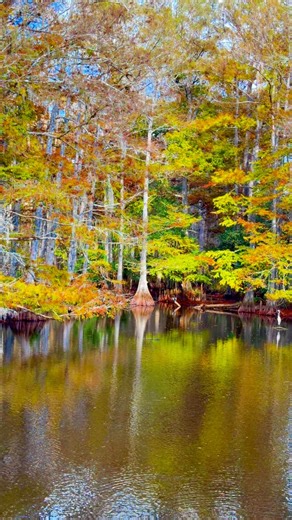 Did you know Florida looks like this? This view actually took my breath away! I saw this while doing an eco-tour in Babcock Ranch with Babcock Ranch Eco Tours HIGHLY RECOMMEND! People underestimate Florida fall colors because they've only been in the developed areas with evergreen tropical. Go anywhere slightly out there and you'll see deciduous trees like maple, turkey oak, cypress, and a plethora of other native flora. Follow me for more spots to see around Florida! #fallvibes #floridahiddenge