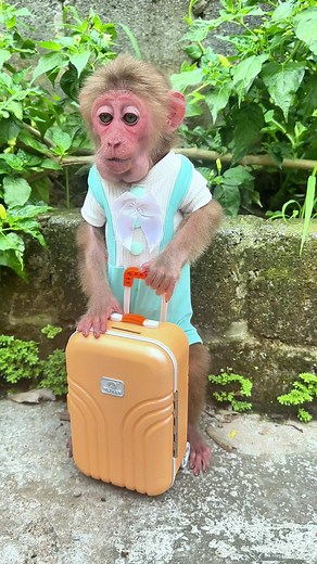 Cute Baby Monkey Travels with a Suitcase | Animal Compilation