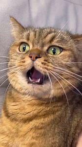 2.7M views · 10K reactions | Cat Amazing Video  #cat #cats | NKM TOY | Facebook