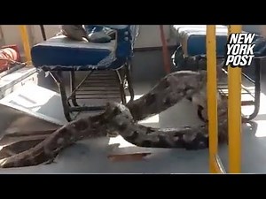 VIDEO: Huge python ‘expelled’ from school bus | New York Post