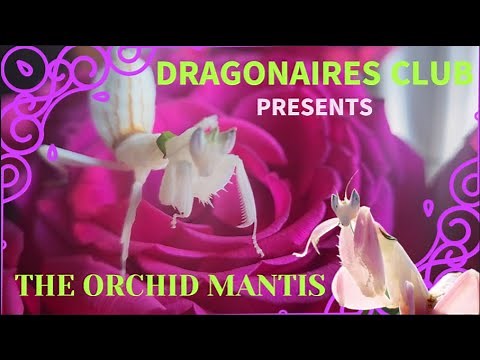 ORCHID MANTIS CARE // ENCLOSURE AND FEEDING