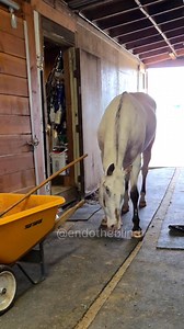 1.4M views · 38K reactions | Endo coming in today. You can see him "looking" at the wheelbarrow and blanket on the ground with his ears. It's interesting how he keeps an ear on each thing until he's fully past it. Is he listening just in case the unknown object moves? | Endo the Blind | Facebook