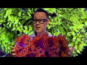 Possibly the first time in U.S., Red Elegance Coral was spotted in Seastainable Supply.