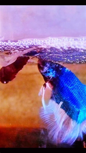 Betta Breeding Day - 001 🔥🔥#shorts