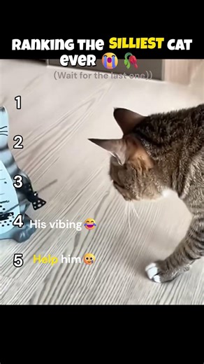 0% Brain Cells, 100% Silly: Ranking Part 2 🐾 #cat #sillies #trending #shortsfeed #viral