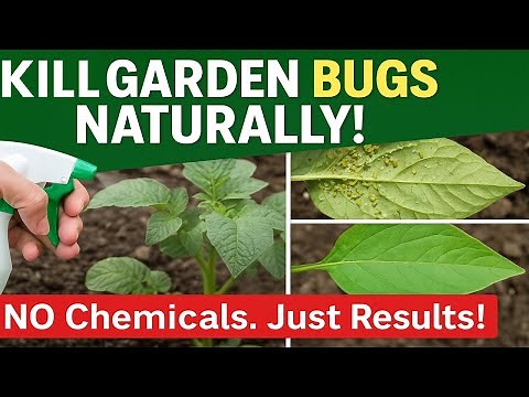 DIY Natural Insecticide That ACTUALLY Works! | Kill Bugs Without Chemicals