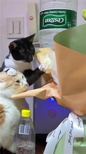 Funny Cats Teasing Their Friends #catplaytime #petplay #catgames #animalplay #funpets