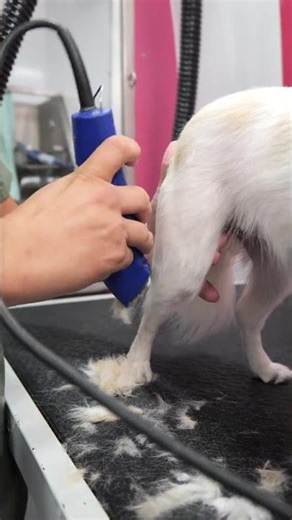 Extreme Dog Makeover: Before & After You Won’t Believe 😍