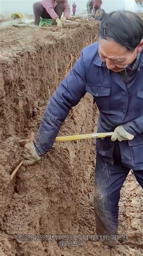 전문가의 야마토 캐기 장인 기술! 흙벽에서 산약 캐내는 방법 #농촌일상 #야마토