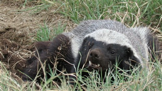 4.8K views · 81 reactions |  Wild at Heart: Celebrating South...