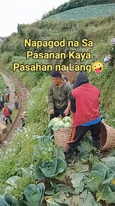 10K reactions · 152 shares | GAWAN NANG PARAAN PAG PAGOD NA SA KAPAPASAN: MAGFAST BREAK MUNA NG REPOLYO ♥️ Huwag Gayahin Professional Gardener Lang ang Gumagawa Nito Baka Mabasag Niyo  #fbreels #everyone #followers #farmlife #friends #cabbage #highlights | Nathan Tinaza | Facebook