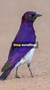 Violet-backed Starling!! | Fairly Odd Facts