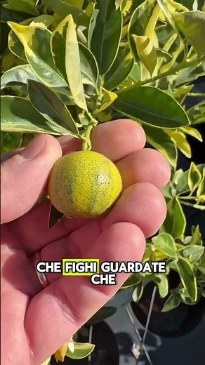 Variegated Calamondin: the most beautiful and fragrant citrus fruit for your garden! 🍊