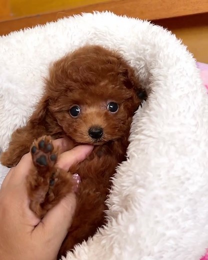 14K views · 2.4K reactions |  | Puppies Club | Facebook